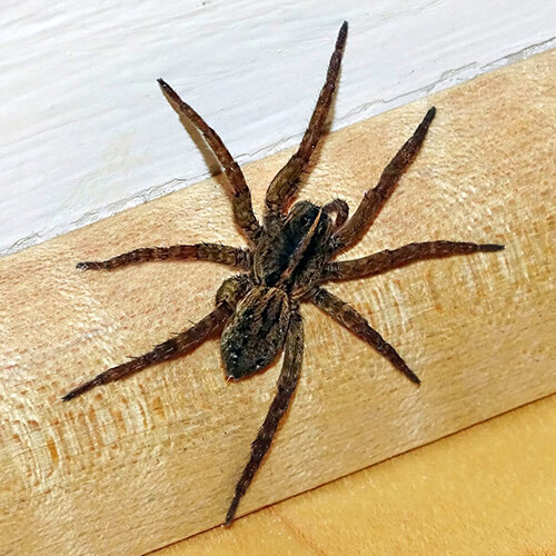 Spider Pest Control Auckland NZ