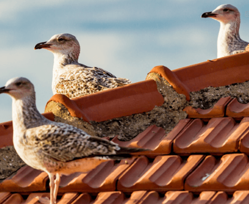 Birds control Auckland
