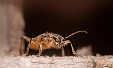 Borer control Auckland