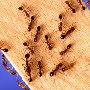 Ants control Auckland
