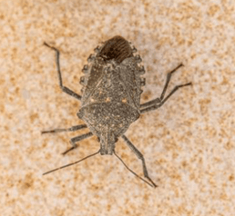 Bed Bugs control Auckland