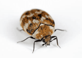 Carpet Beetles control Auckland