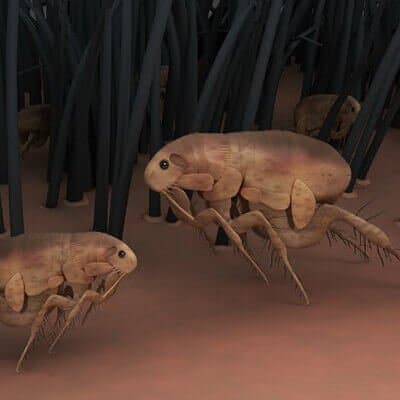 Fleas control Auckland