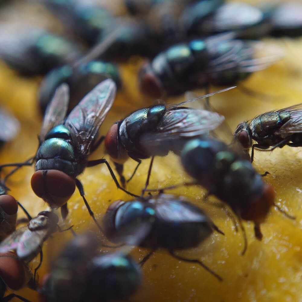 Flies control Auckland