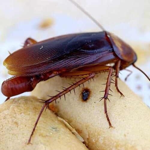 German Roaches control Auckland