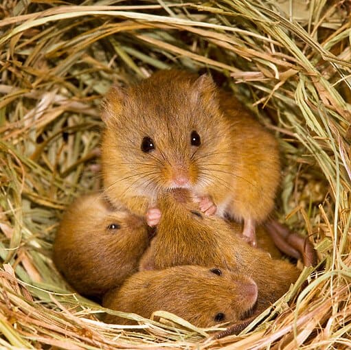 Mice control Auckland