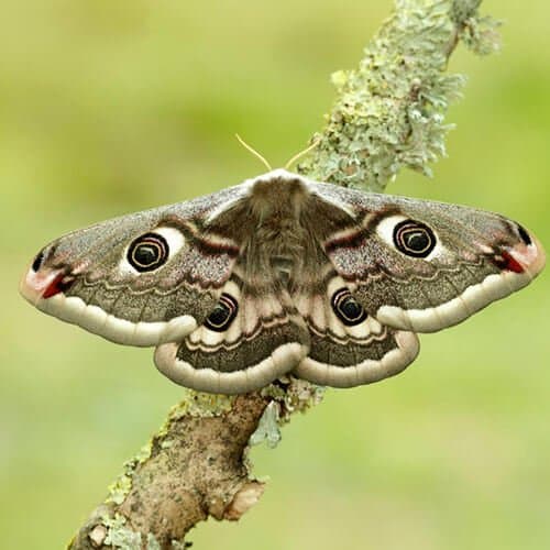 Stored Product Pests (Moths) control Auckland