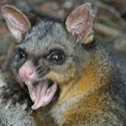 Possum control Auckland