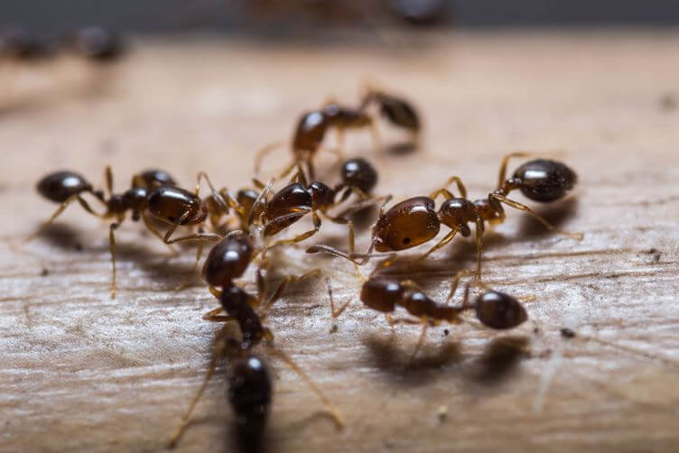 Ant Control South Auckland NZ