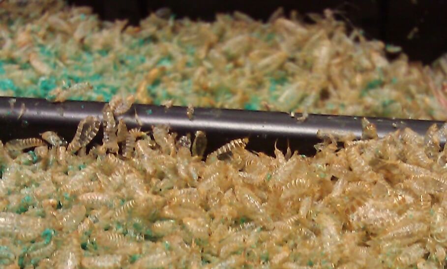 Carpet Beetle Control East Auckland NZ
