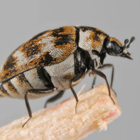 Carpet Beetle Pest Control Auckland NZ