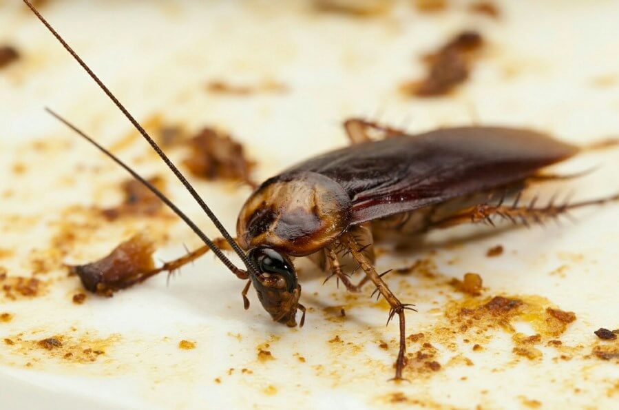 Cockroach Control Howick NZ
