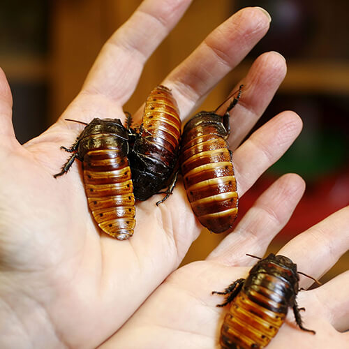 Cockroach Pest Control Auckland NZ