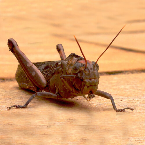 Cricket Pest Control Howick NZ