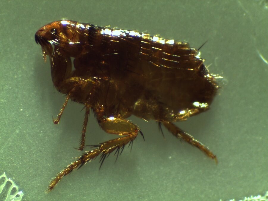 Flea Control Pakuranga NZ