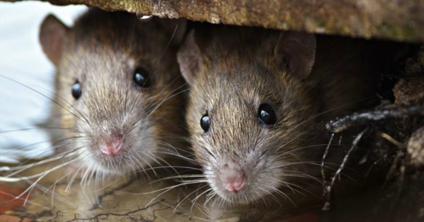Mice Control Central Auckland NZ