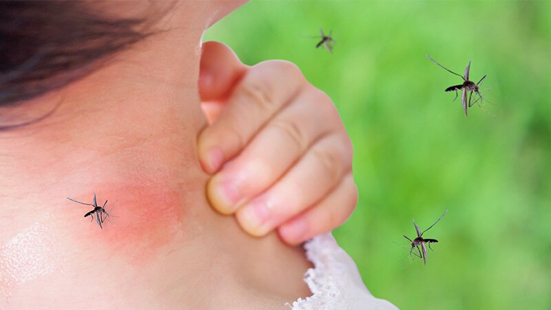 Mosquito Control South Auckland NZ