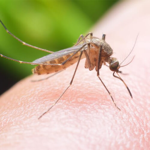 Mosquito Pest Control Auckland NZ