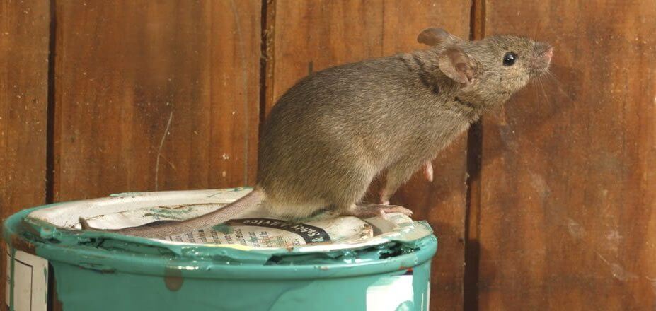 Rat Control Pakuranga NZ