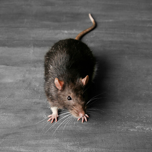 Rat Pest Control Auckland NZ
