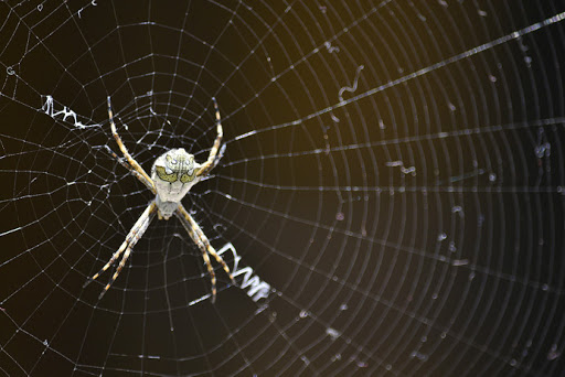 Spider Control Auckland NZ