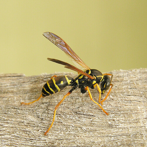 Wasp Pest Control Auckland NZ